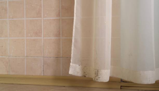 Best Basement Mold Removal  in Orangeville, UT