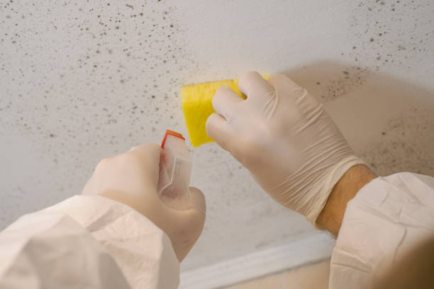 Best Mold Odor Removal Services  in Orangeville, UT